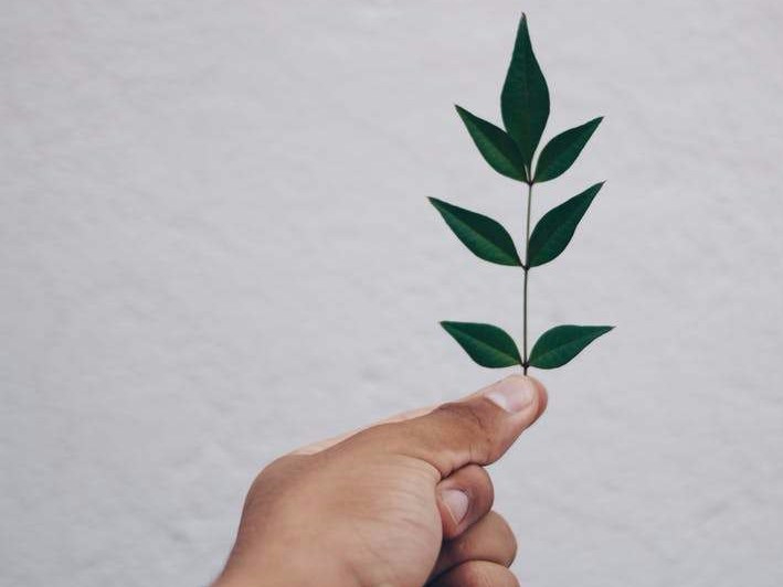 Hand holding leaf
