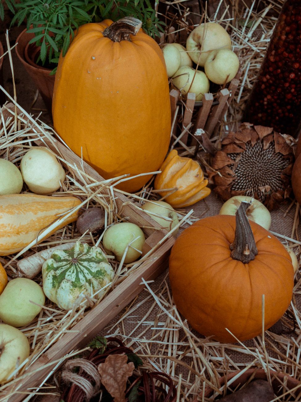 A collection of pumpkins, gourds, and apples arranged on straw, with a mix of colors and textures in a rustic setting.