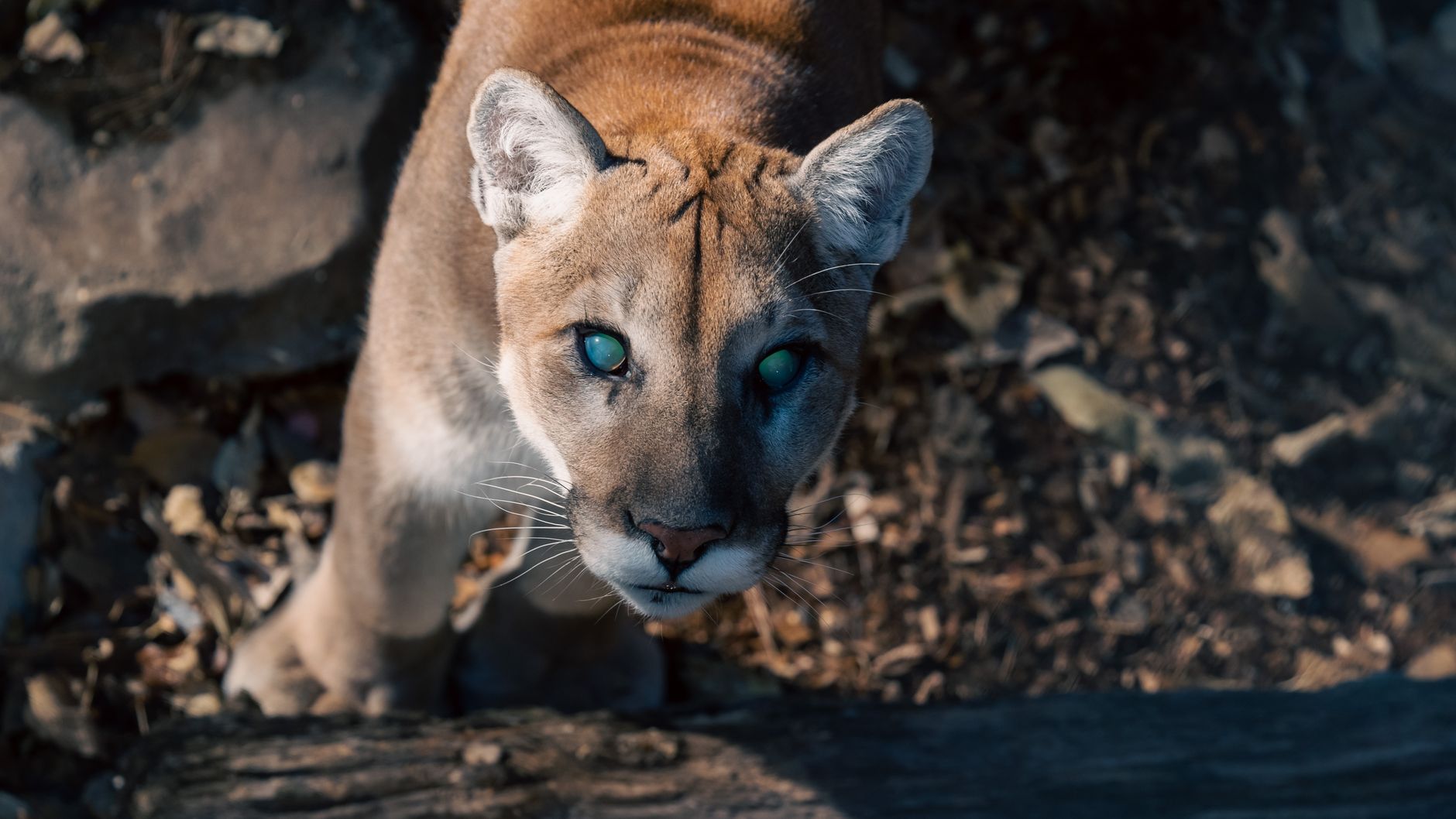 Close-up of a cougar looking directly at the camera, with a blurred natural background.